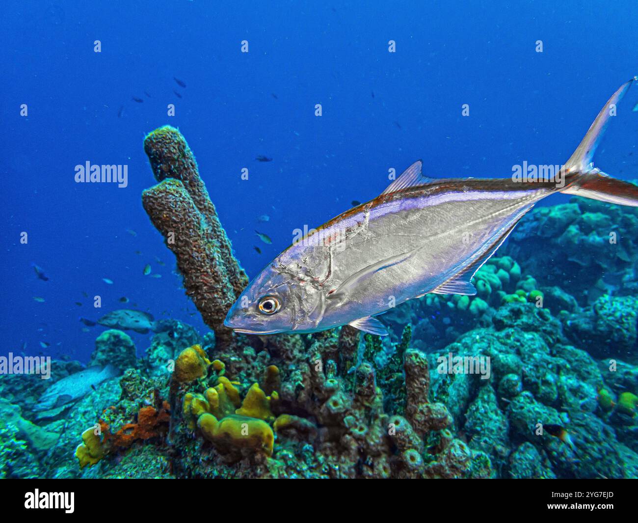 Bar jack, Caranx ruber, noto anche come carbonero, cojinúa, Red jack, Blue-striped cavalla o Passing jack, è una specie comune di fis marino costiero Foto Stock