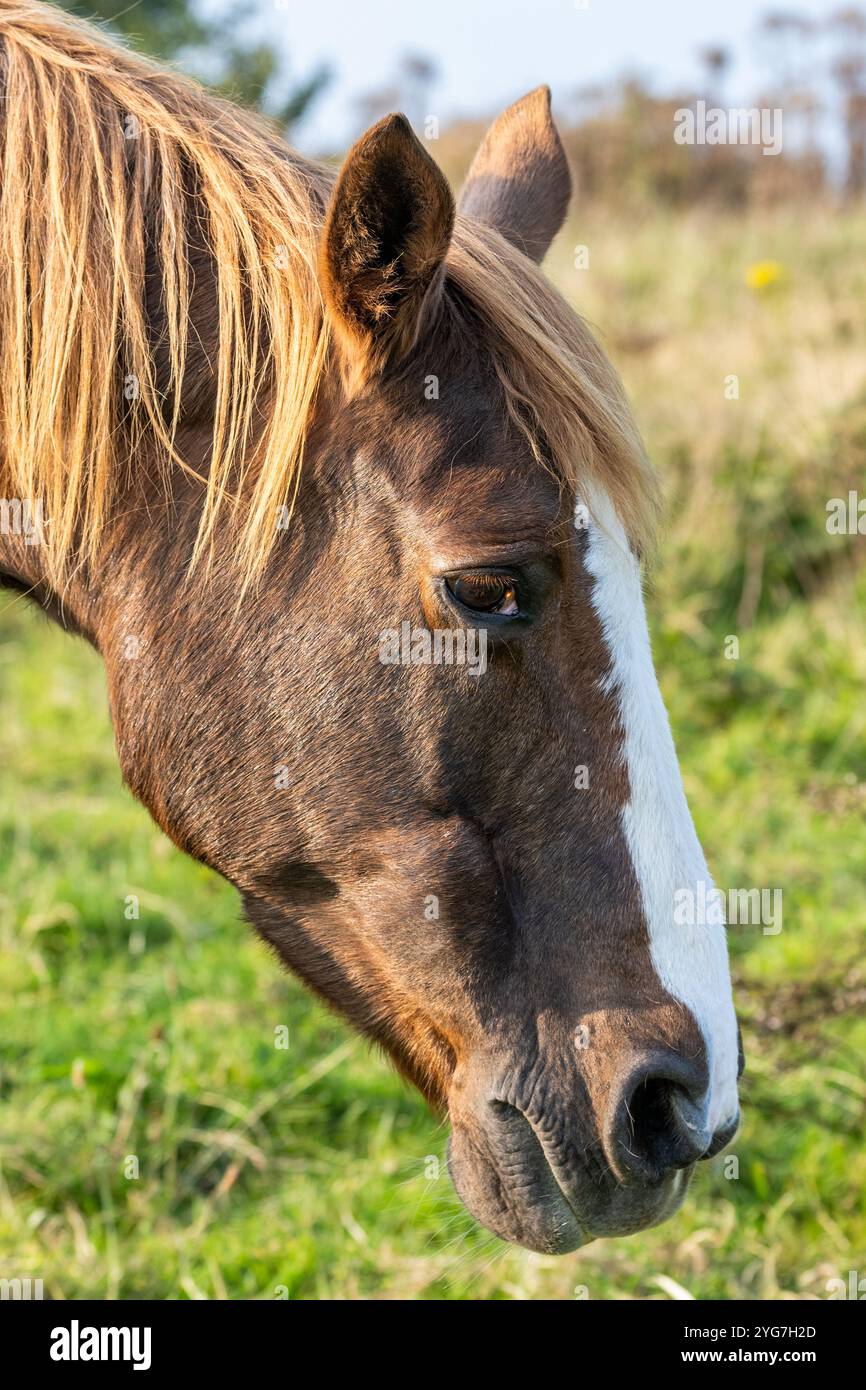 Vecchia femmina irlandese che pascolano in un campo. Foto Stock