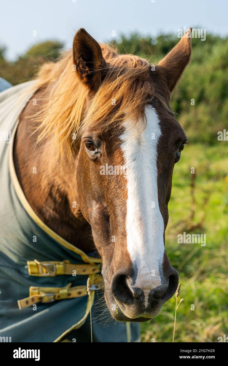 Vecchia femmina irlandese che pascolano in un campo. Foto Stock