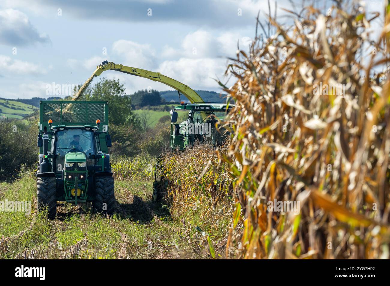 Walsh Agri Services raccoglie mais per l'agricoltore lattiero-caseario Stephen Beamish con sede a Bauravilla utilizzando una mietitrebbia John Deere 9600. Foto Stock