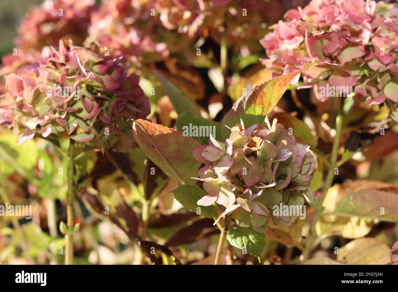 Hydrangea (Autunno) Foto Stock