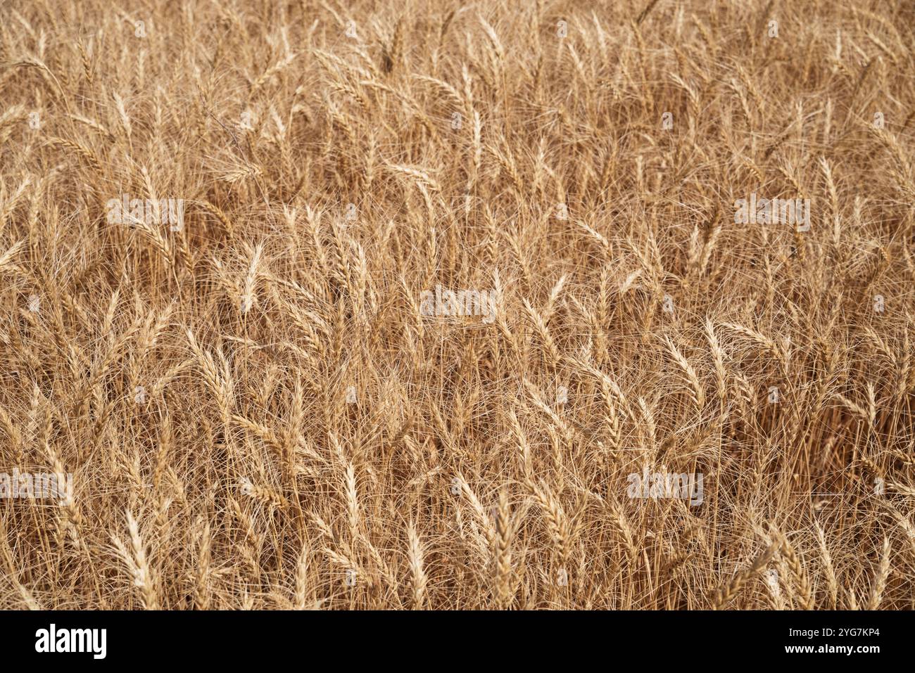 dettaglio dello sfondo del campo di grano con teste di semi Foto Stock