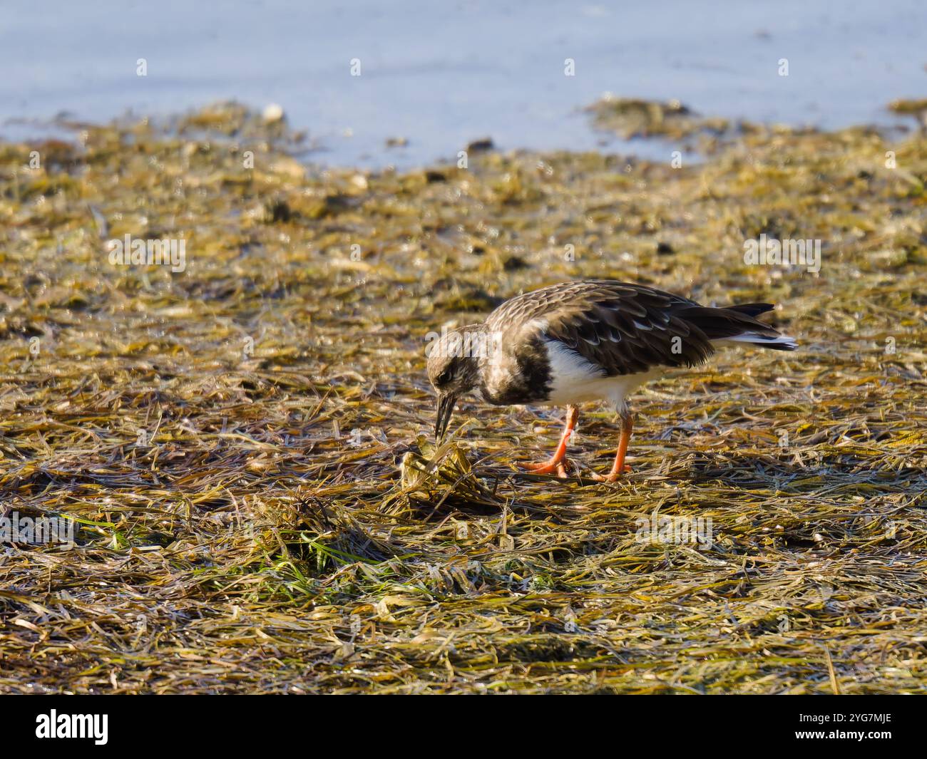 Una pietra girevole rudimentale, Arenaria interpreta. Foto Stock