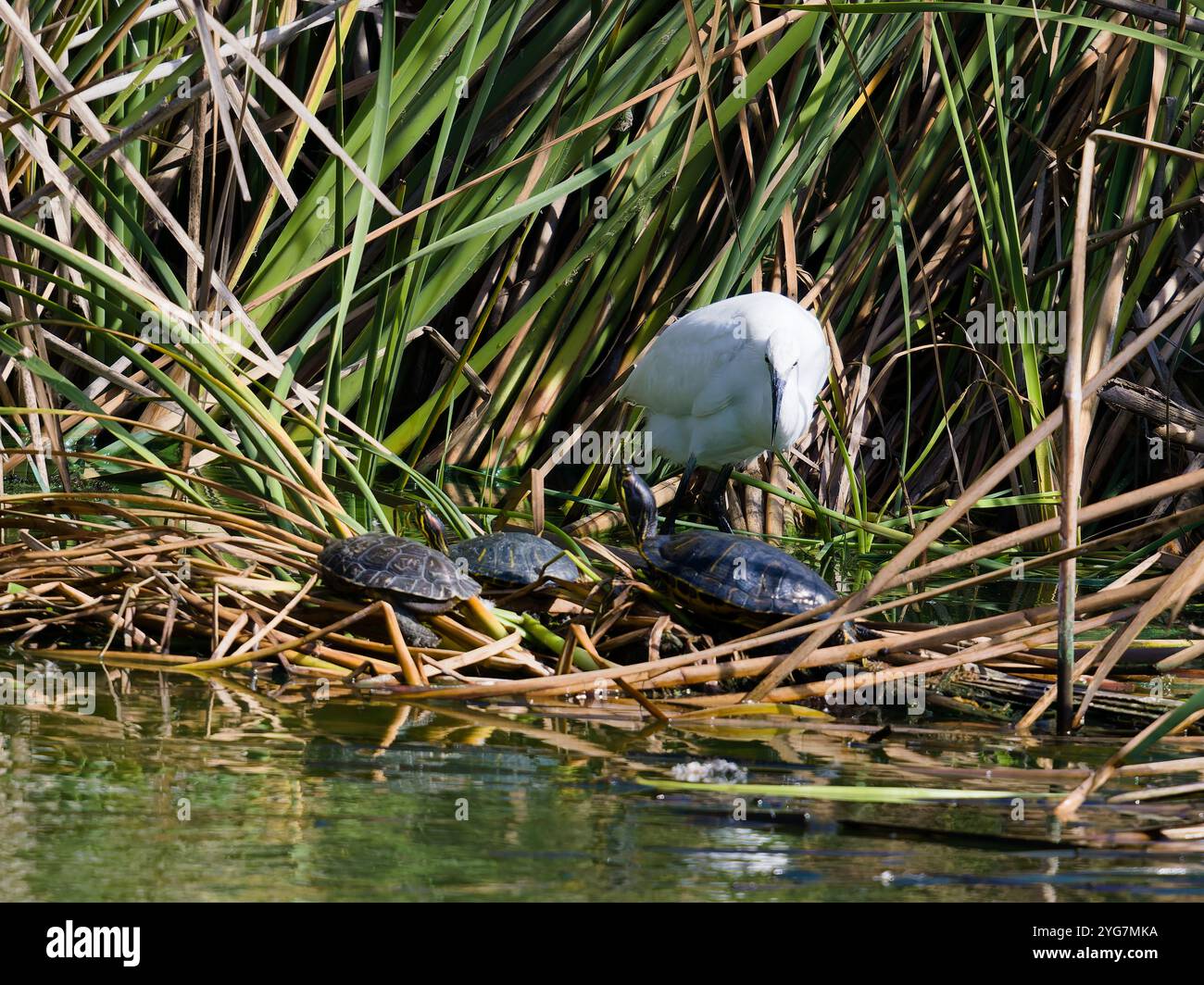 Un gruppo di tartarughe iberiche di stagno, Mauremys leprosa, nota anche come tartaruga mediterranea di stagno o tartaruga mediterranea. Foto Stock