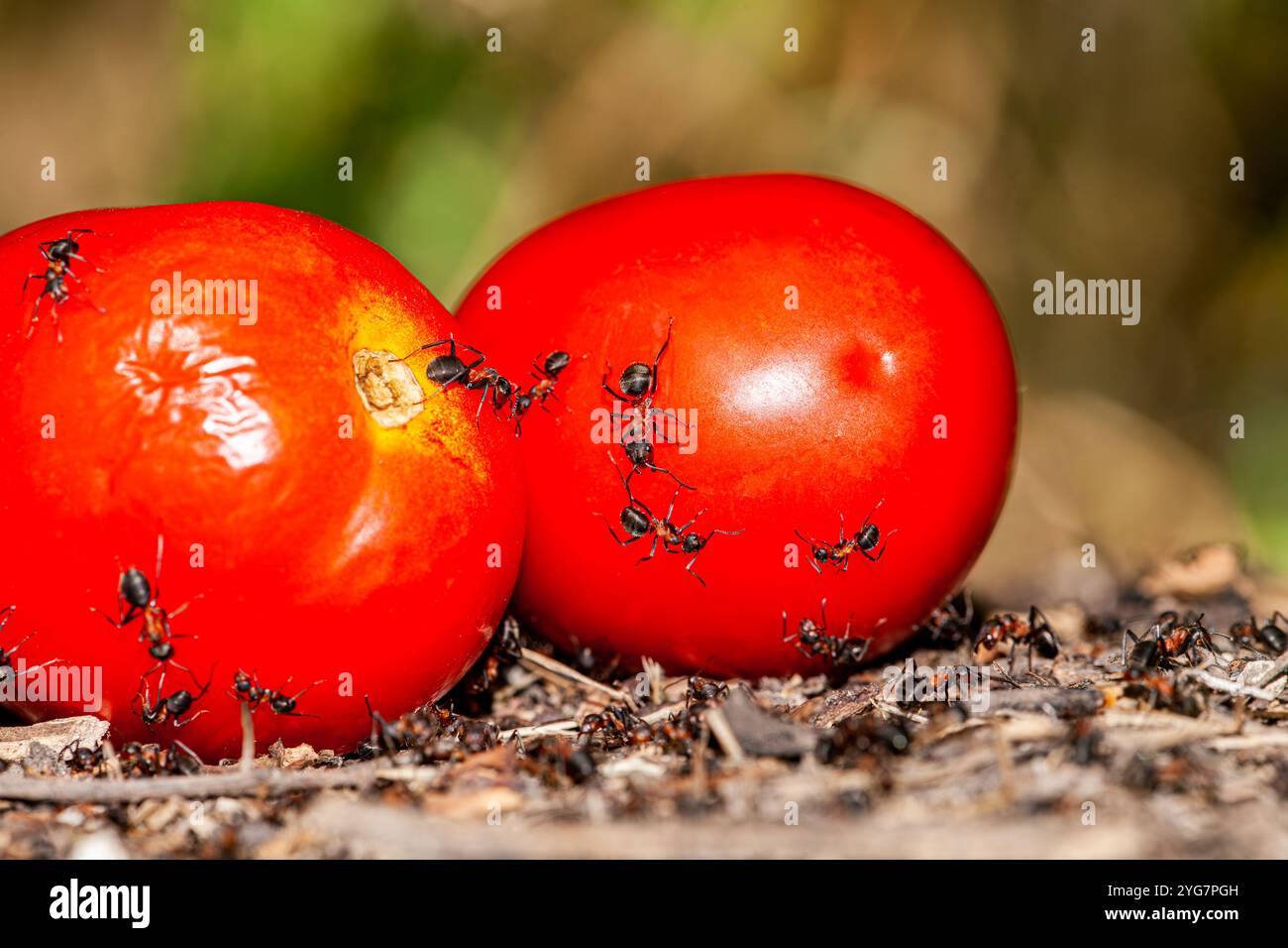 Falegname nero che porta un pezzo di pomodoro e si muove sulla ghiaia a santa Caterina nel Sinai in Egitto Foto Stock