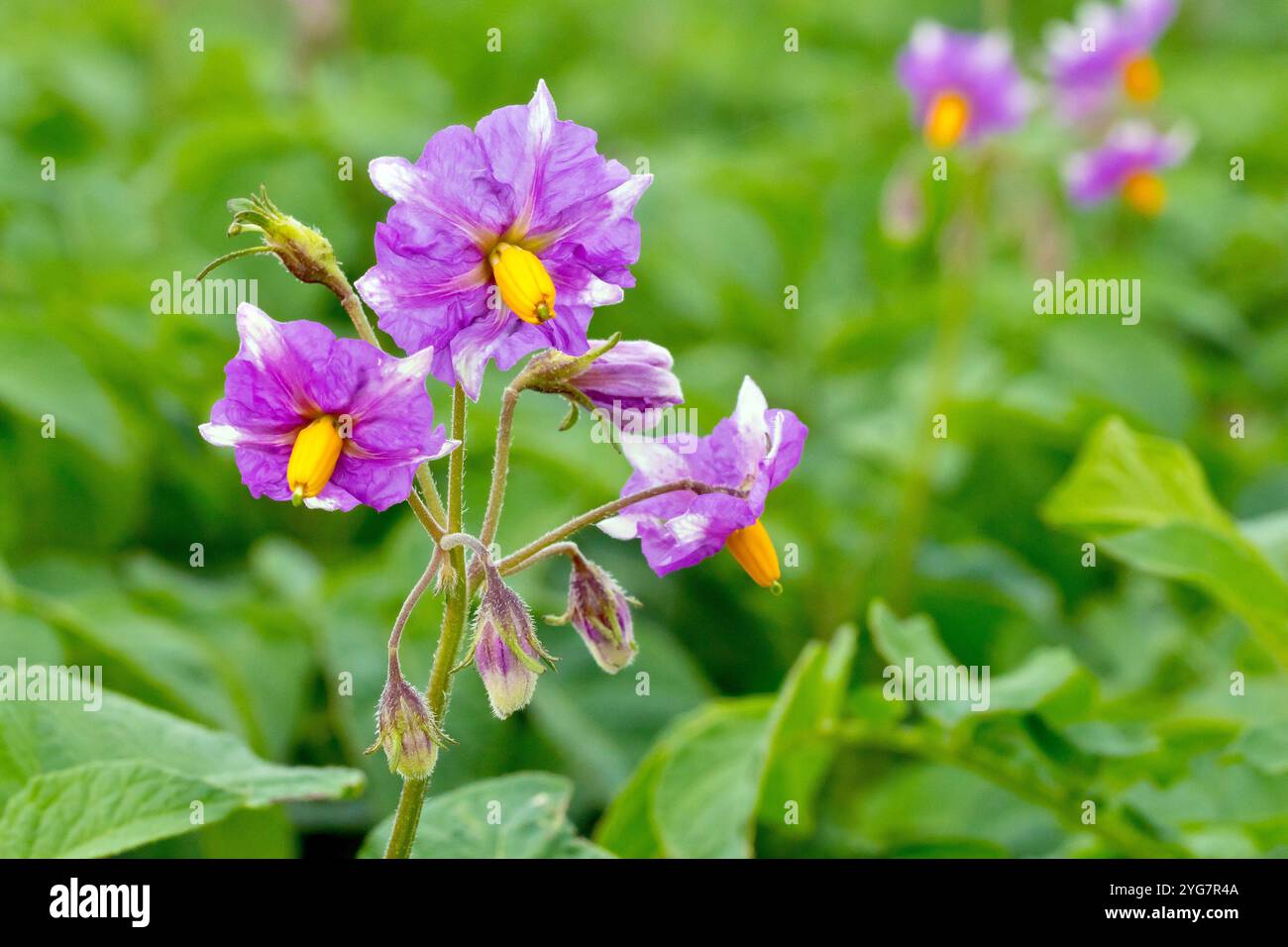 Un primo piano isolato dei fiori viola della coltura di patate di un'azienda agricola (solanum tuberosum). Foto Stock