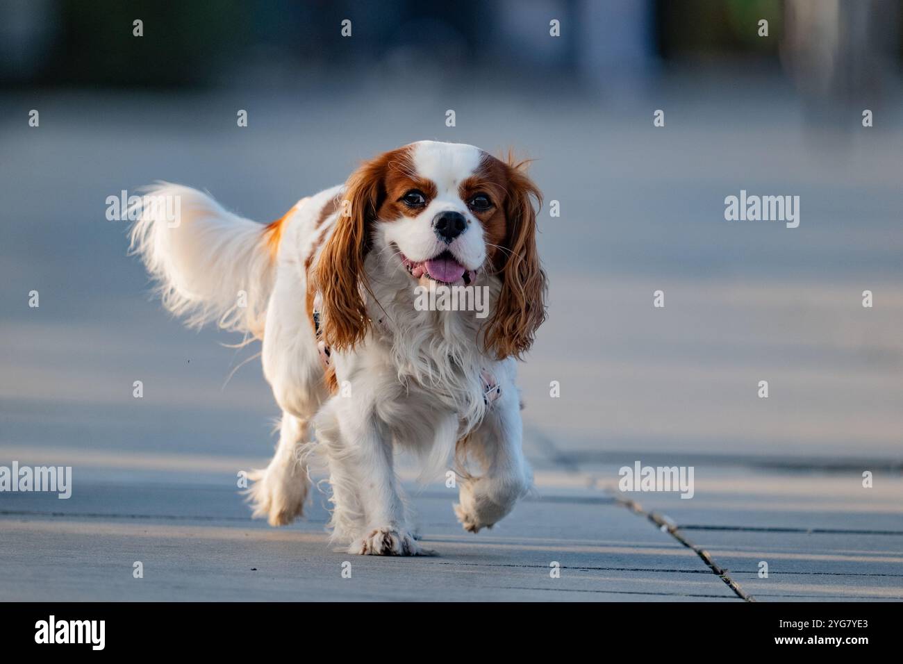 Cavalier King Charles Spaniel Foto Stock