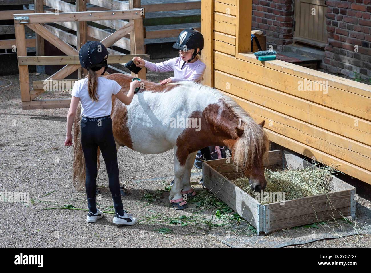 Giovane pony da toeletta al ponitouhut di Tallipihan nei cantieri stalla, Tampere, Finlandia Foto Stock