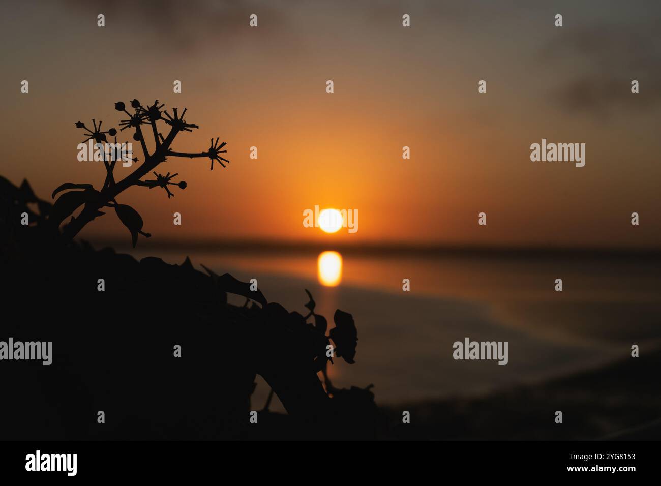 Silhouette di fiori di edera lungo la costa mentre il sole tramonta sullo sfondo. Foto Stock