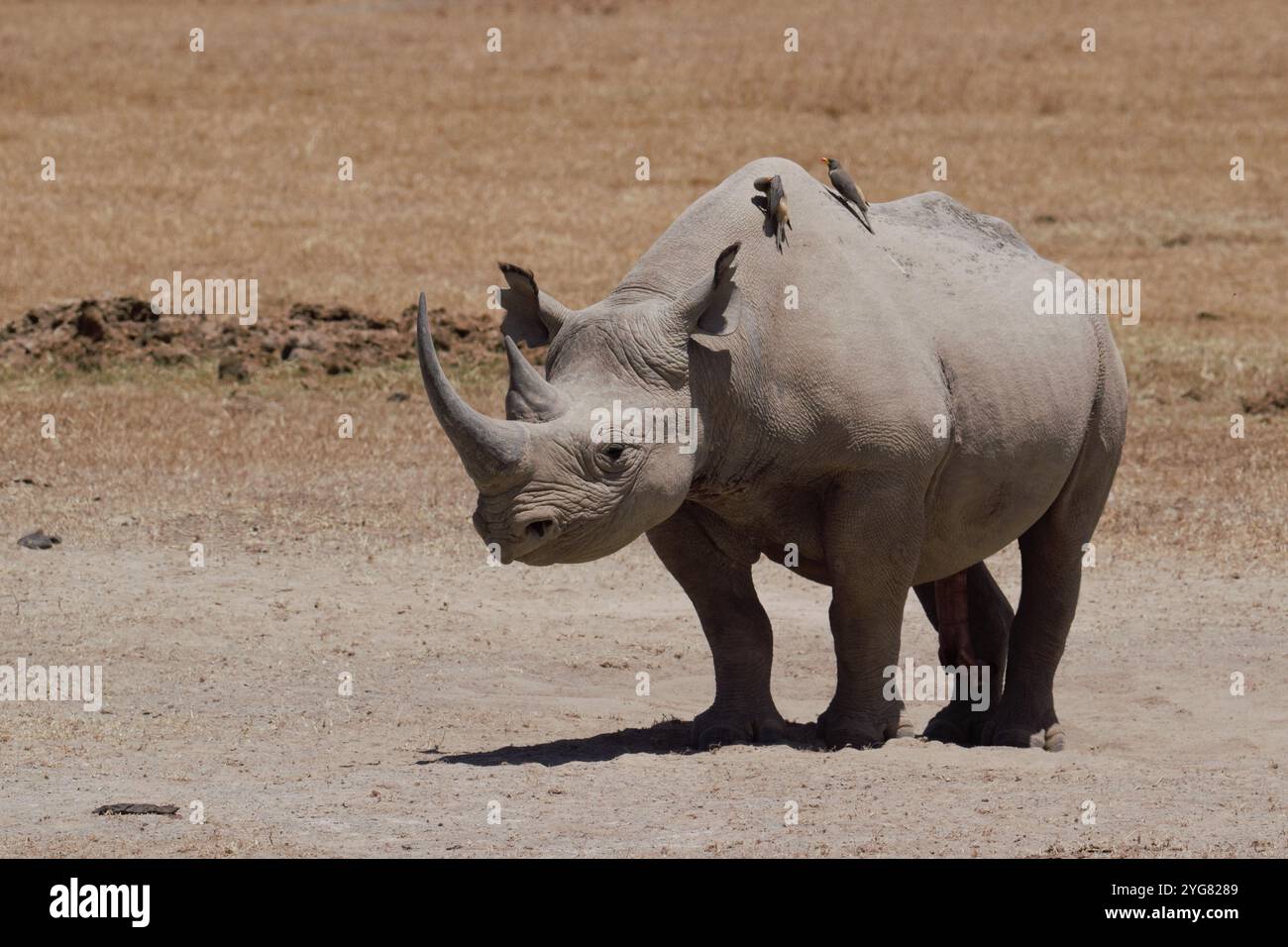 Rinoceronte nero orientale (Diceros bicornis michaeli) maschio, Ol Pejeta Conservancy, Kenya, Africa orientale Foto Stock