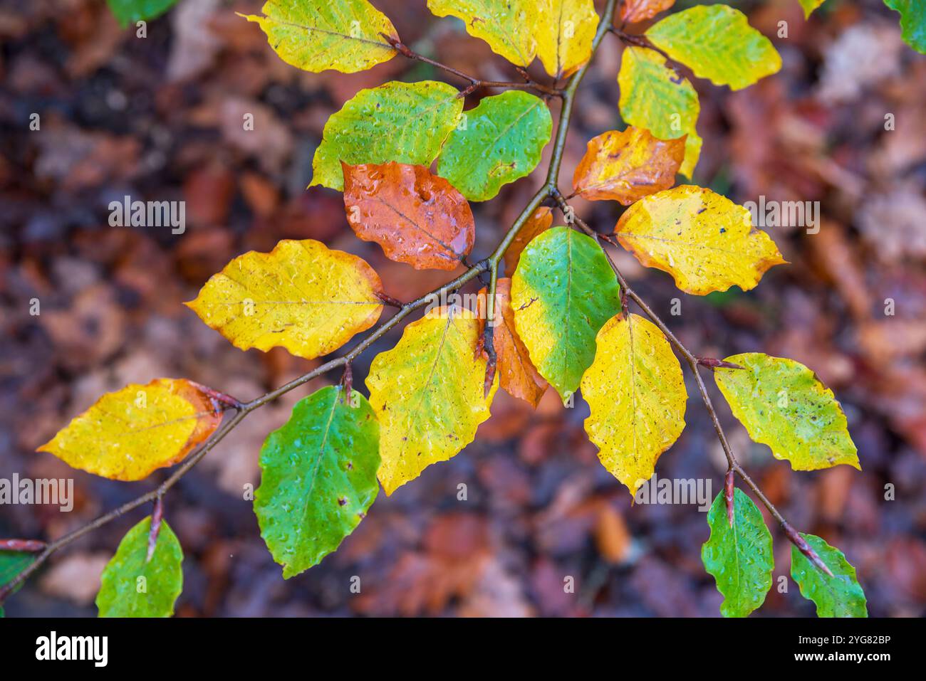 Primo piano di un ramo d'albero con foglie di colore autunnale e uno sfondo di foglie morte sul terreno Foto Stock