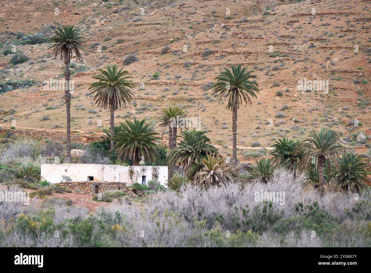 Casa abbandonata circondata da palme di fronte a un pendio di montagna a Fuerteventura Foto Stock
