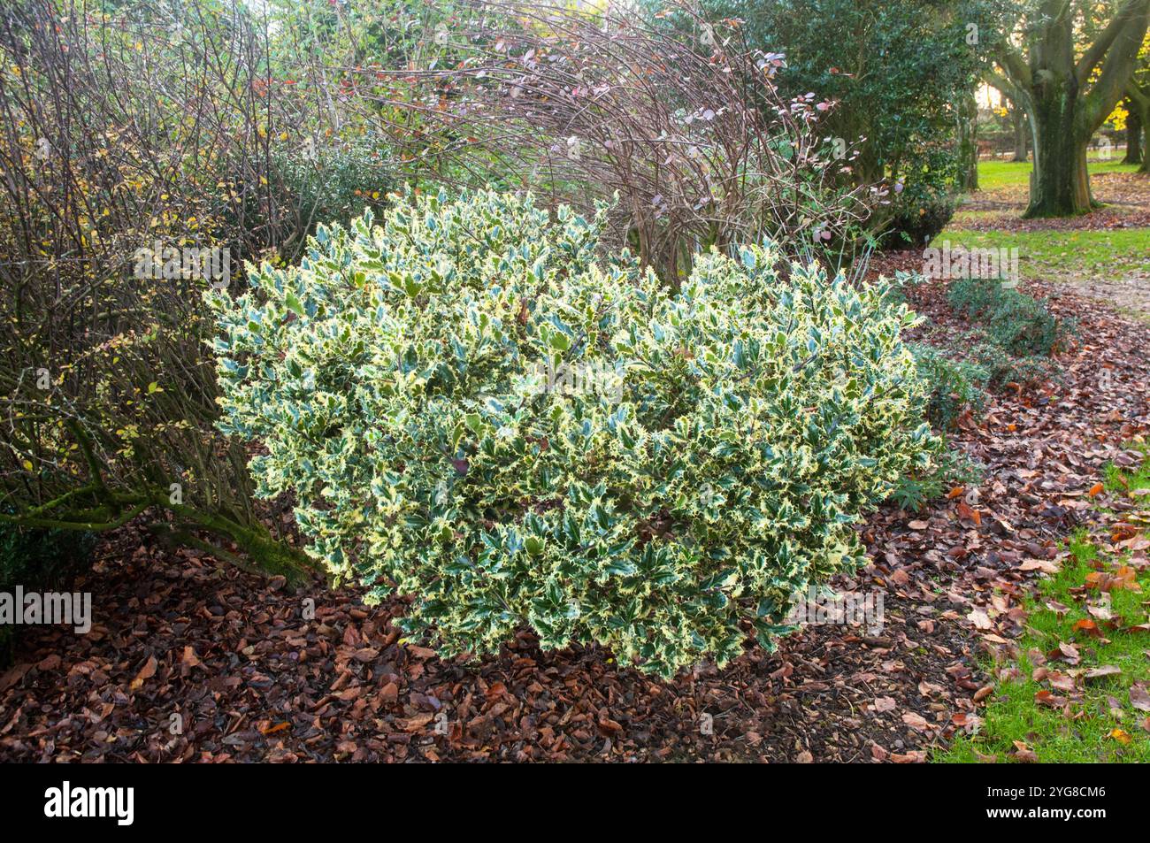 Piccolo bosco di agrifoglio sempreverde con vegetazione verde e bianca in un giardino boschivo rifinito a forma di palla Foto Stock