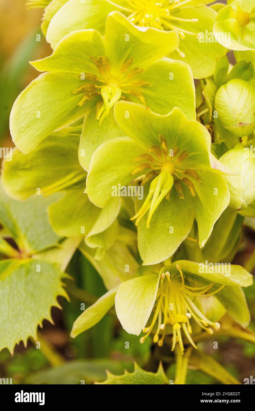 Helleborus argutifollius Pizzo Argento con fiori verde argento dal tardo inverno a metà primavera un grappolo perenne resistente al gelo Foto Stock
