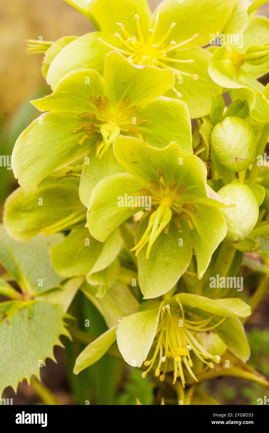 Helleborus argutifollius Pizzo Argento con fiori verde argento dal tardo inverno a metà primavera un grappolo perenne resistente al gelo Foto Stock