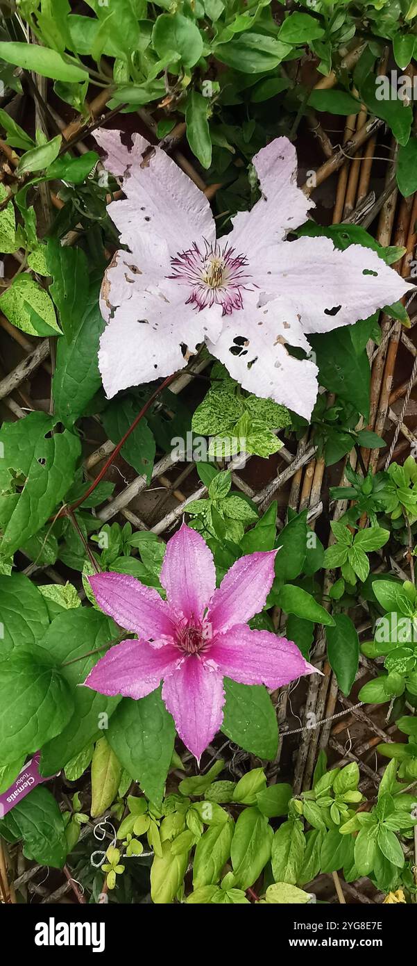 Natura - Immagine stock catturata con smartphone