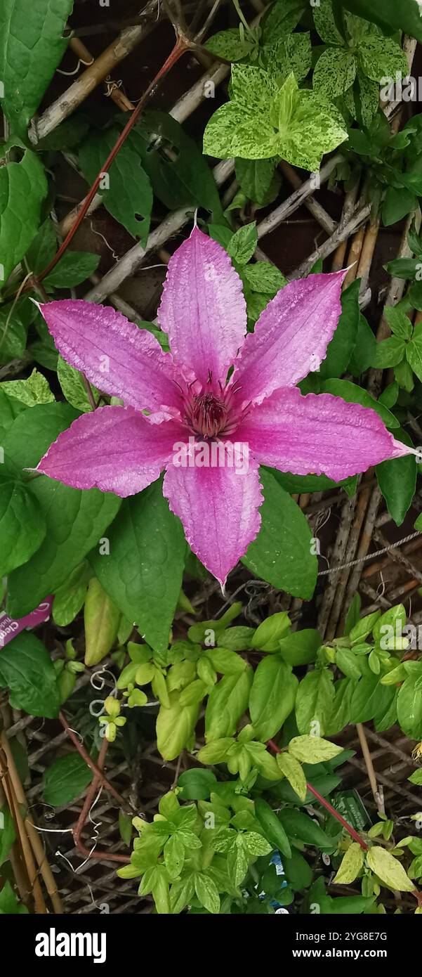 Natura - Immagine stock catturata con smartphone