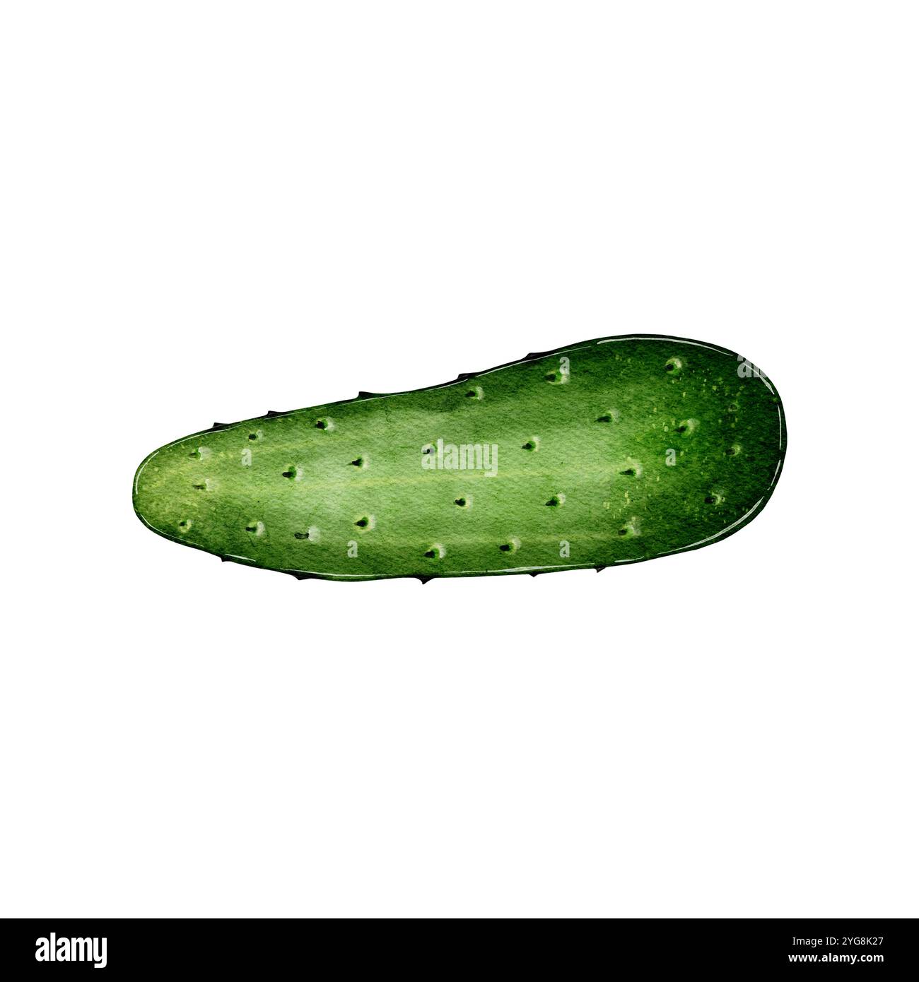 Cetriolo fresco verde, intero, piccolo. Acquerello illustrazione di alta qualità su sfondo bianco può essere utilizzata in menu, ricette, insalate, cucina, ingredienti dei piatti Mietitura, ortaggi dell'orto, della fattoria. Foto Stock