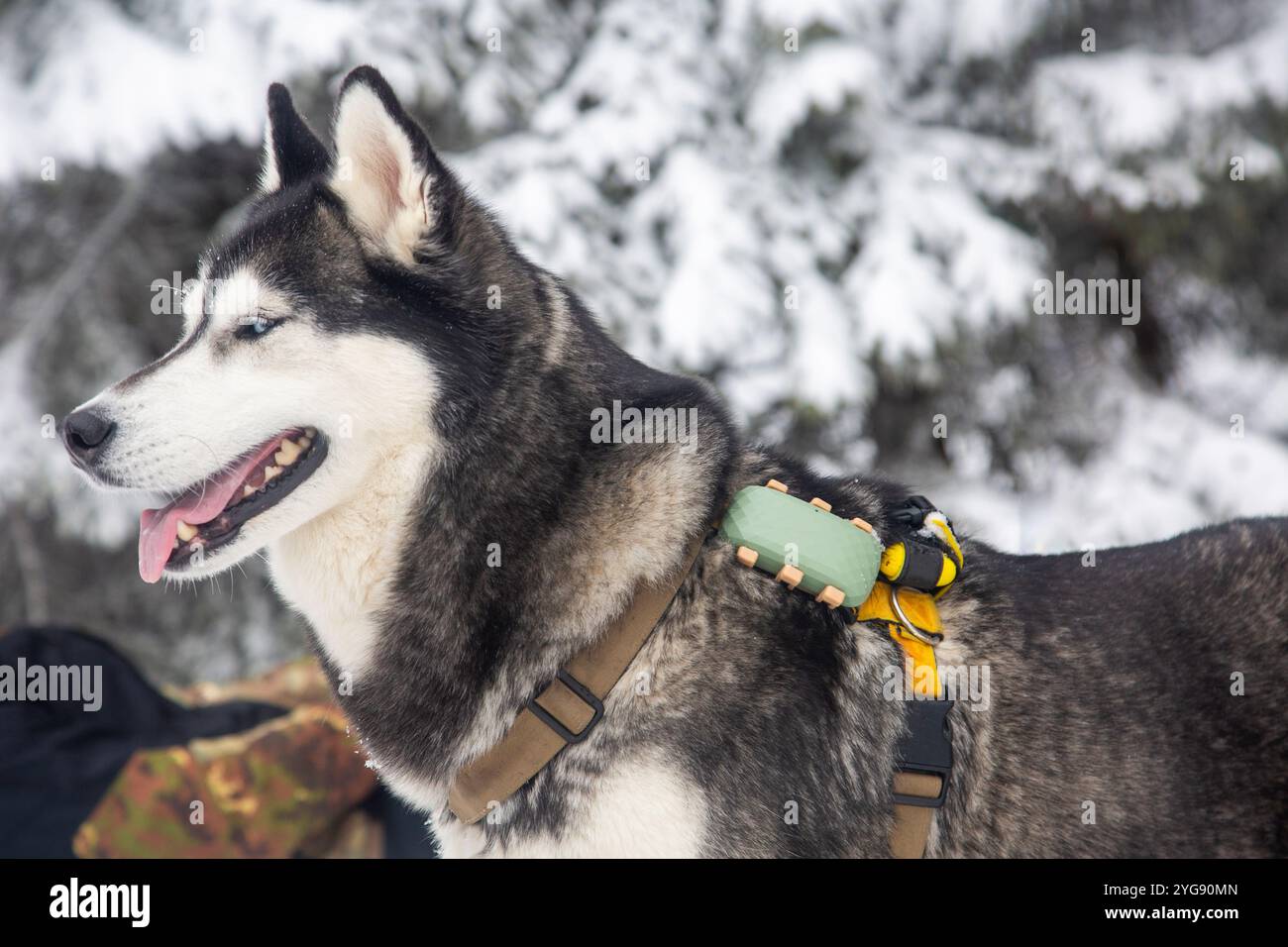 Un husky siberiano, con i suoi iconici occhi blu e il denso cappotto invernale, si mette in posa. La sua espressione giocosa e l'imbracatura suggeriscono una vita di slittino e di Foto Stock
