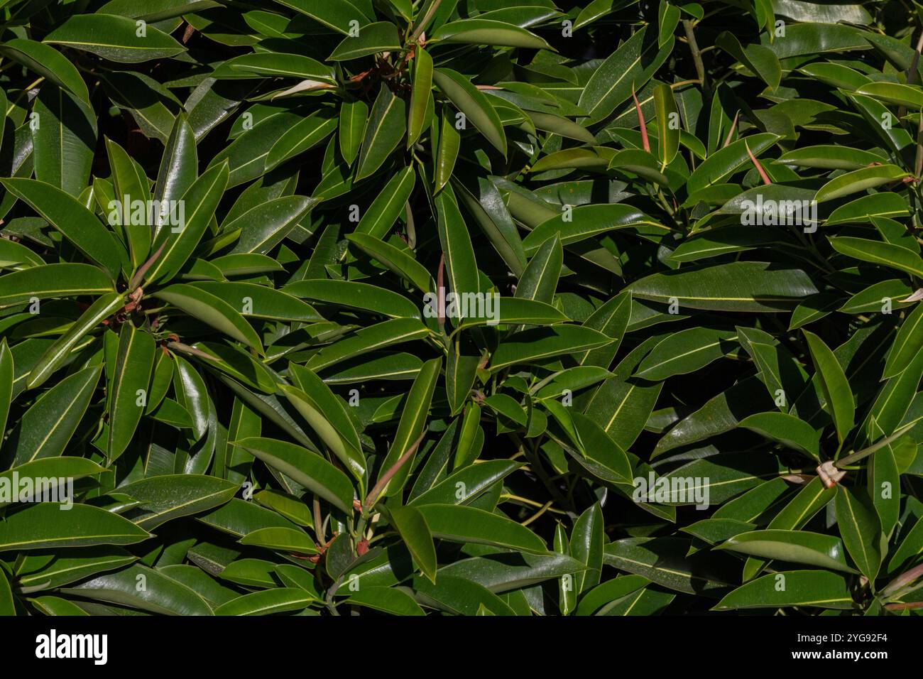 Un primo piano di lussureggianti foglie di ficus che coprono l'intero schermo, catturando le ricche sfumature verdi e le complesse texture. Questa foto mette in risalto il bea naturale Foto Stock