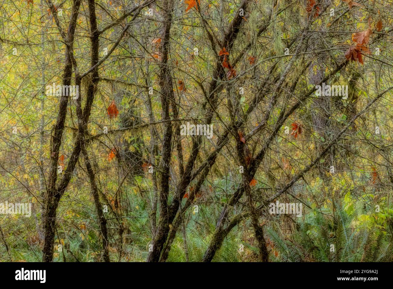 L'autunno parte in una giornata di pioggia allo Schafer State Park, Washington, USA Foto Stock