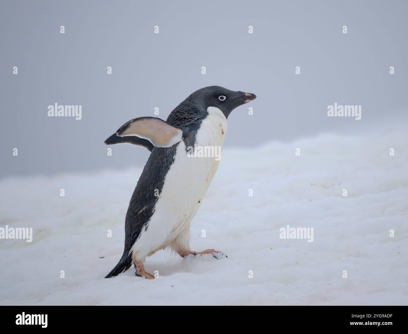 Pinguino di Adelie. Antartide, Penisola Antartica, Terra di Graham, Isola di Peterman Foto Stock