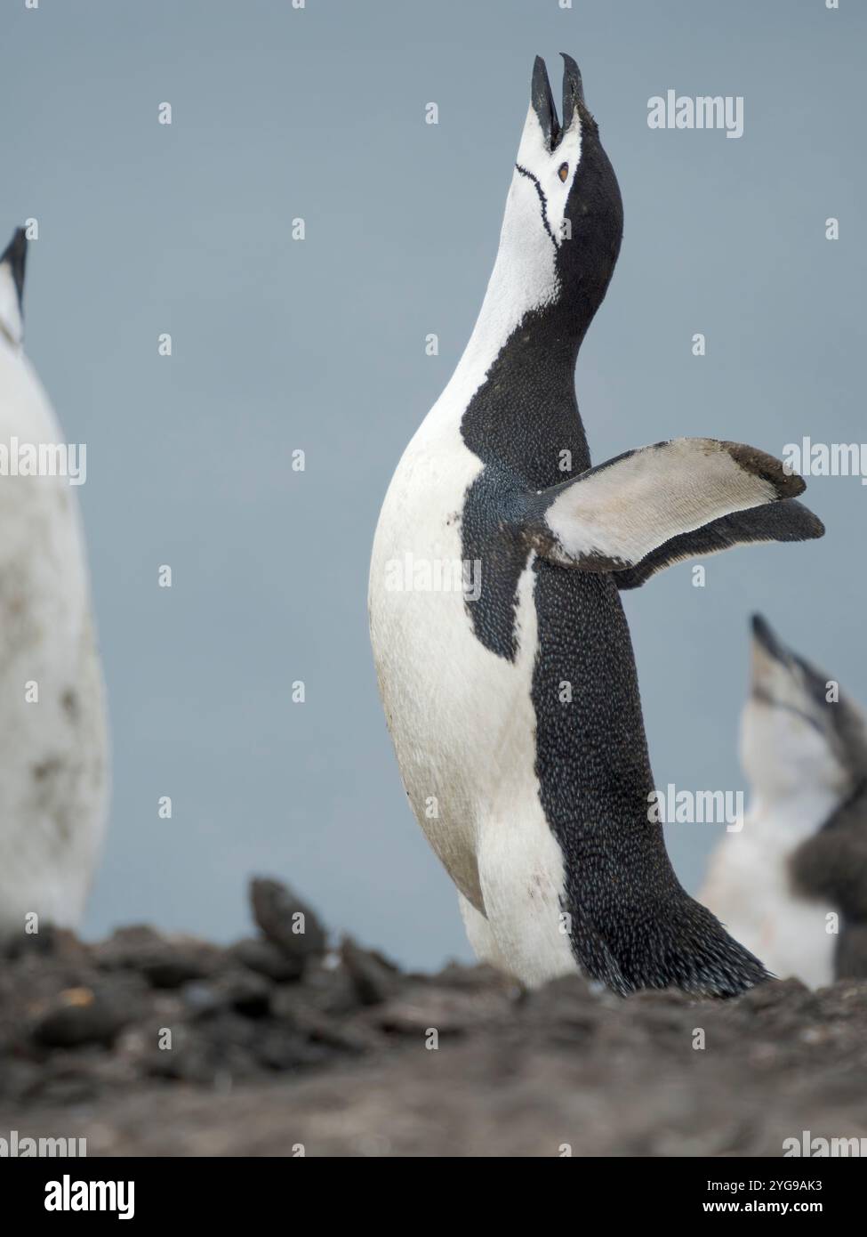 Pinguino Chinstrap. Antartide, Isole Shetland meridionali, Isola di Barrientos Foto Stock