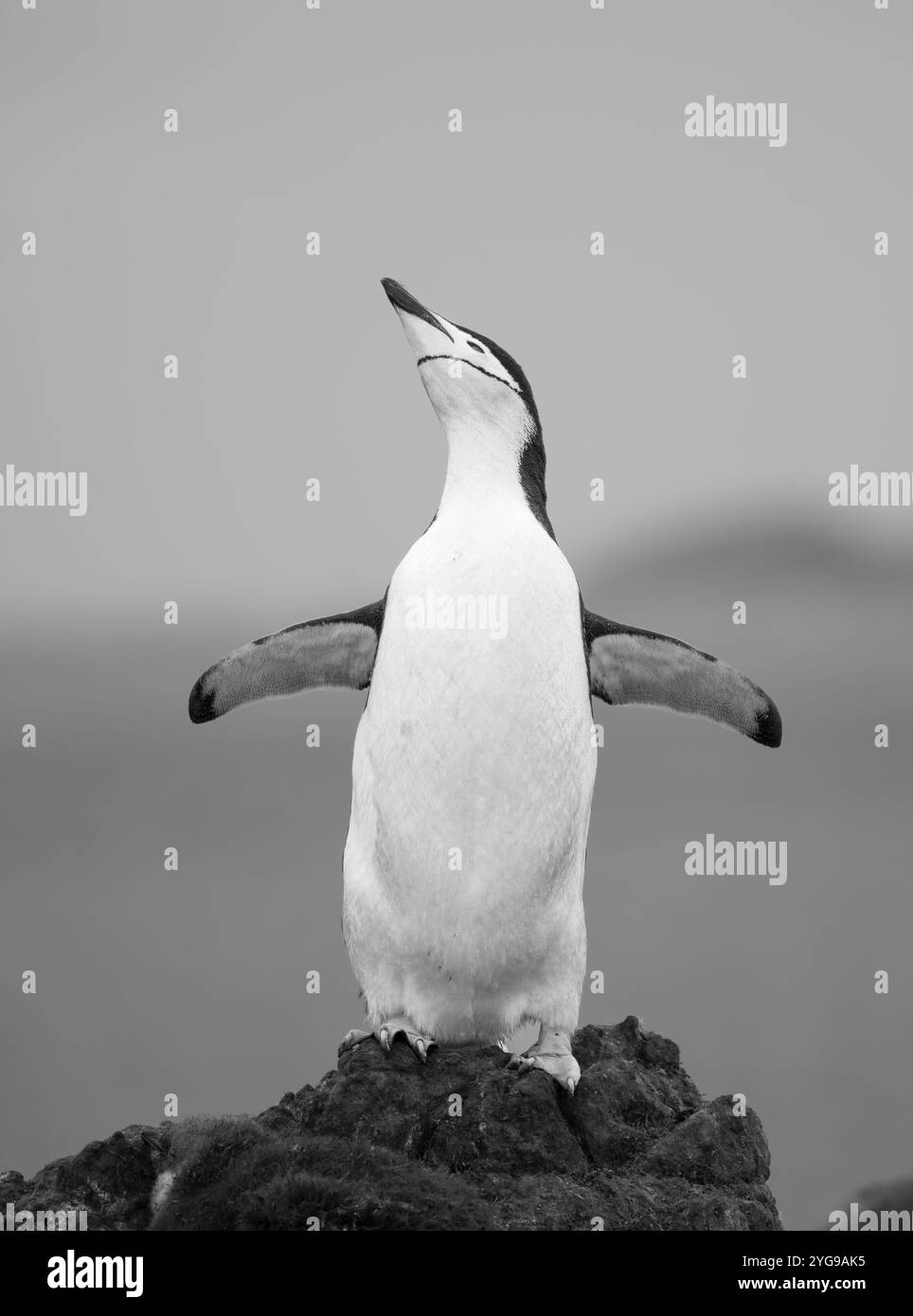 Pinguino Chinstrap. Antartide, Isole Shetland meridionali, Isola di Barrientos Foto Stock