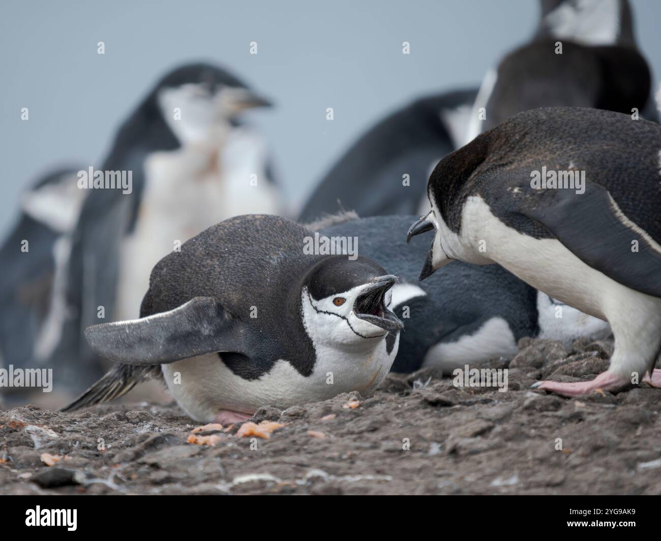 Pinguino Chinstrap. Antartide, Isole Shetland meridionali, Isola di Barrientos Foto Stock