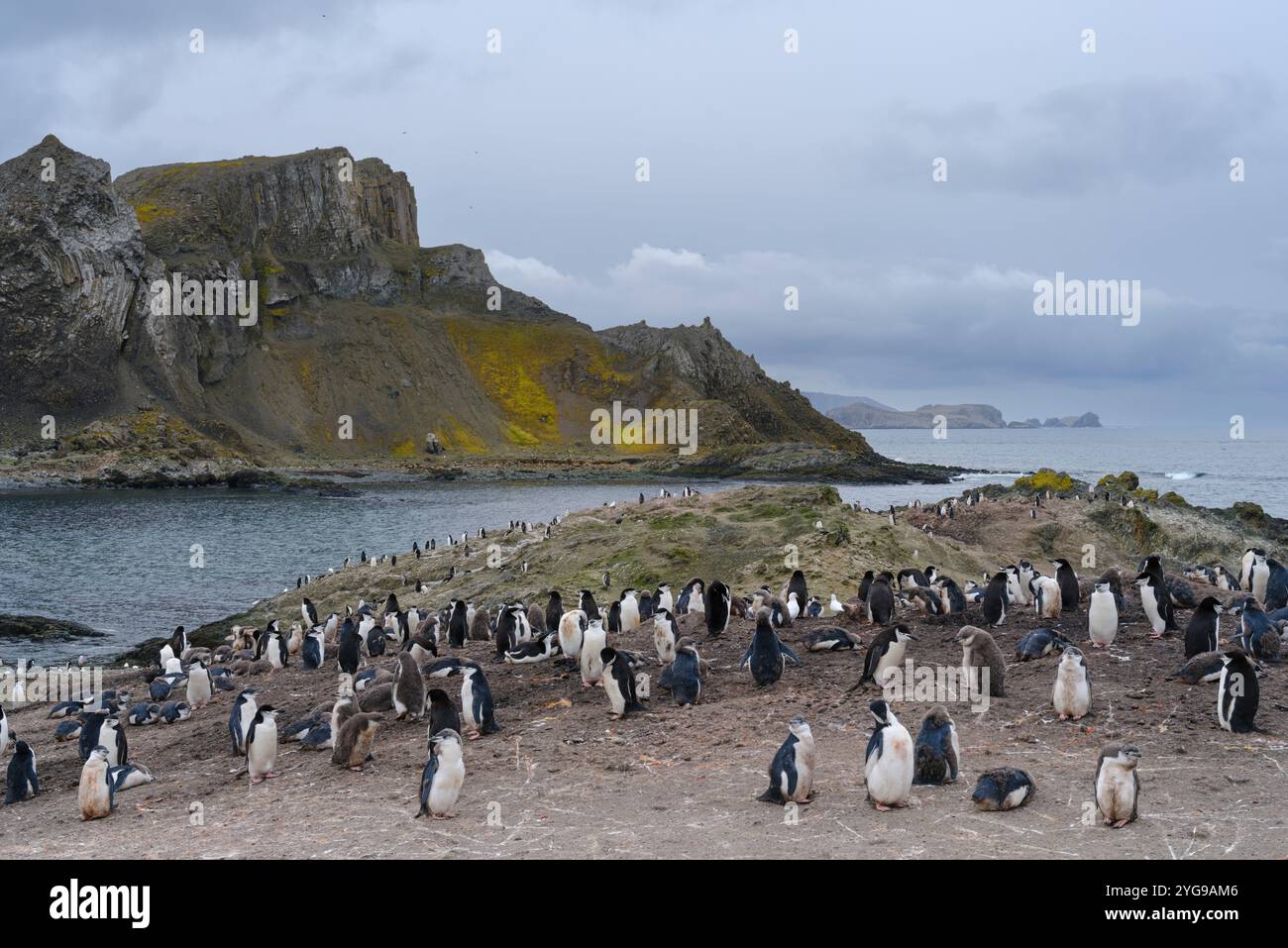 Colonia sull'isola di Barrientos. Pinguino Chinstrap. Antartide, Isole Shetland meridionali. Foto Stock