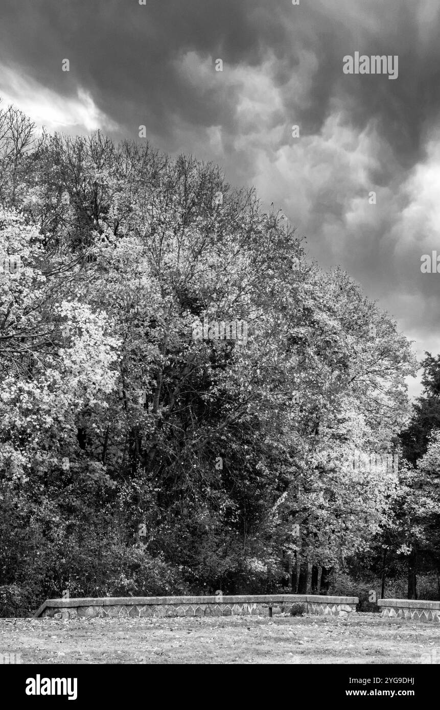 BW of a Stone Wall and Tree in the Country Side, Easton, Massachusetts Foto Stock