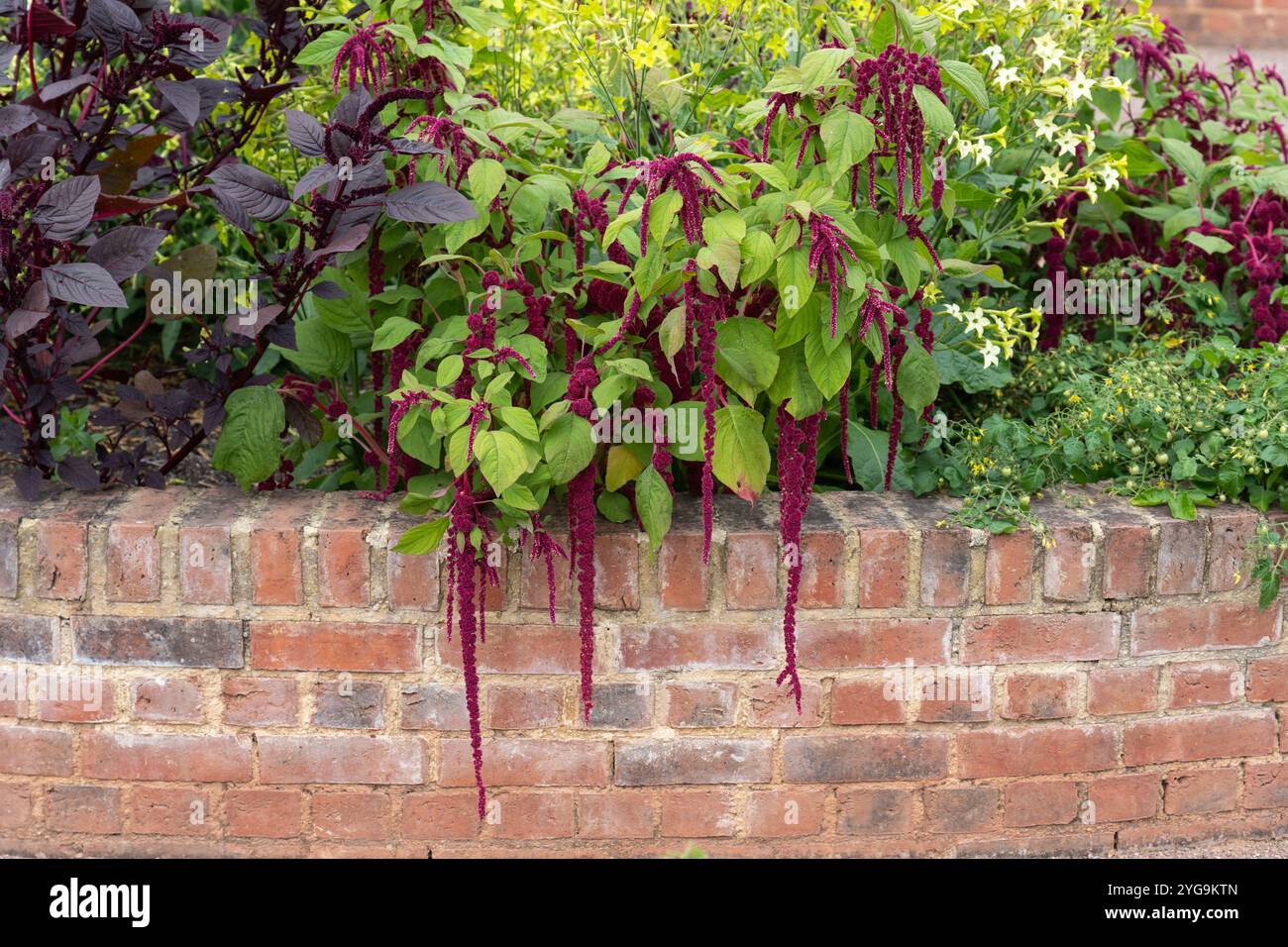 Crimson drooping minuscoli fiori di Love-Lies-Bleeding (Amaranthus caudatus), chiamato anche amaranto coda di volpe, fiorito in agosto nel Worcestershire, Regno Unito Foto Stock