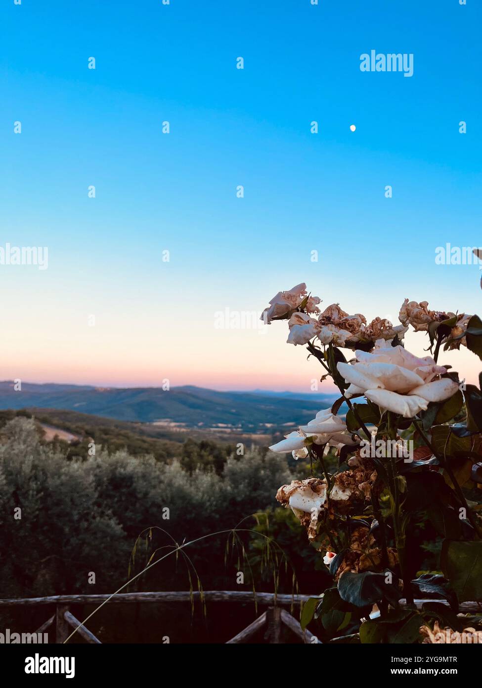 Una serata tranquilla tra le colline italiane, con cieli crepuscolari e la luna che inizia a brillare. Le rose che svaniscono raccontano storie di giorni passati, mentre il Foto Stock