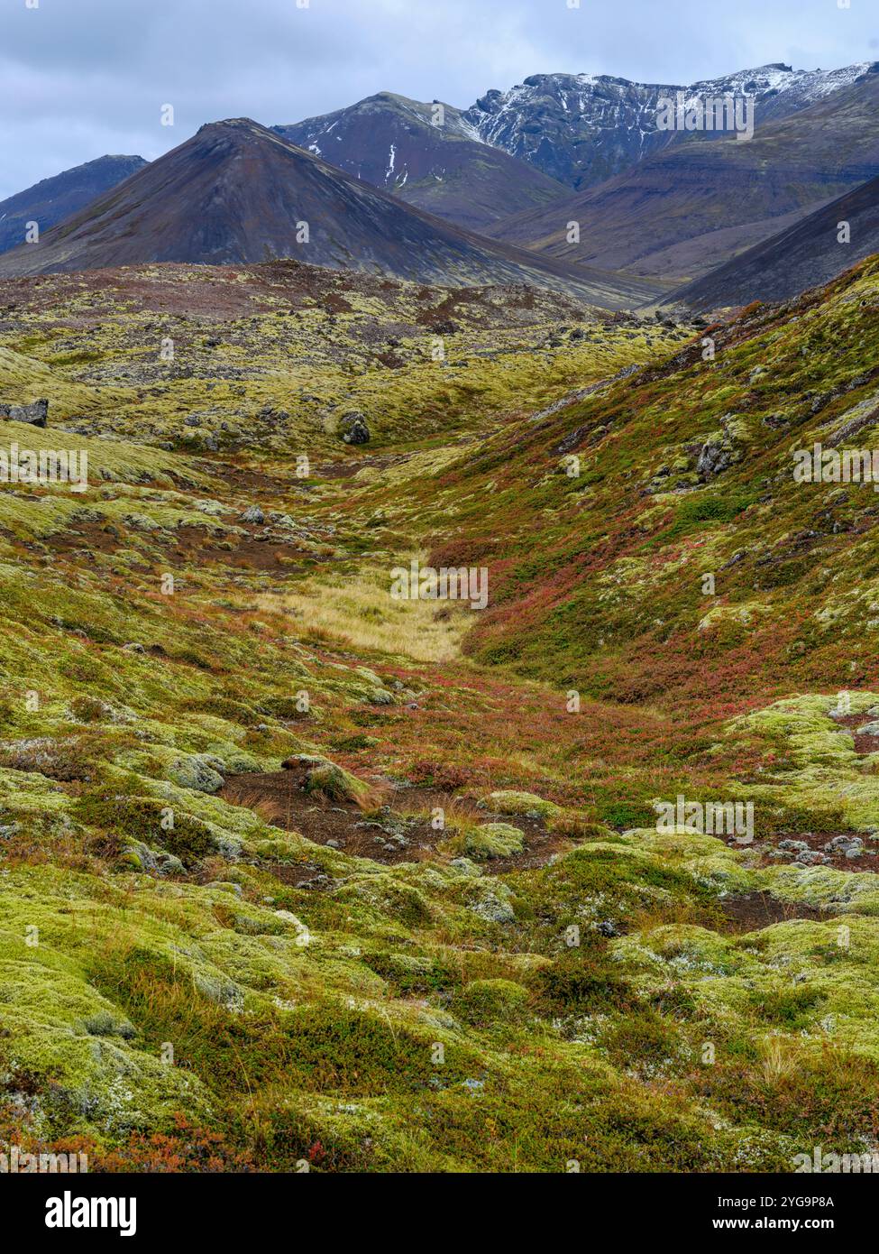 Lava ricoperta di muschio. Berserkjahraun, un flusso di lava sulla penisola di Snaefellsnes, risalente a 4000 anni fa. Islanda. Foto Stock