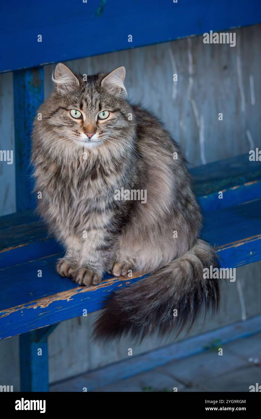 Bellissimo gatto randagio grigio che guarda la fotocamera su uno sfondo blu. Il gatto siede su una vecchia panchina di legno. Foto Stock