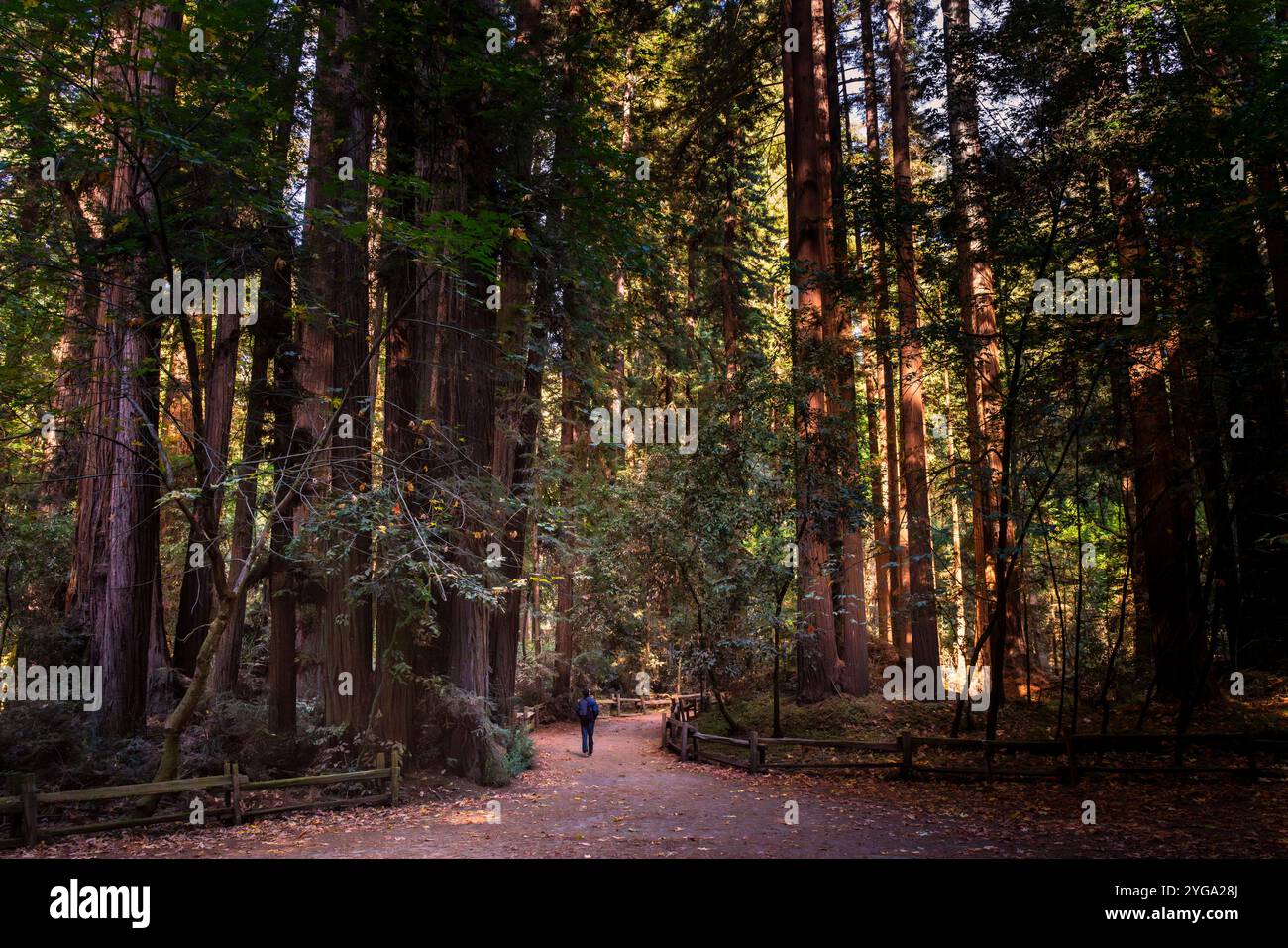 Esplorando le maestose sequoie della California Foto Stock