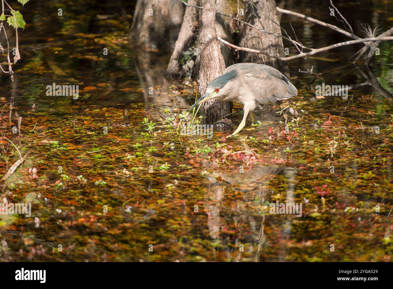 Airone notturno incoronato di nero (nycticorax nycticorax) con preda nel suo becco. Big Cypress National Preserve. Florida. STATI UNITI Foto Stock