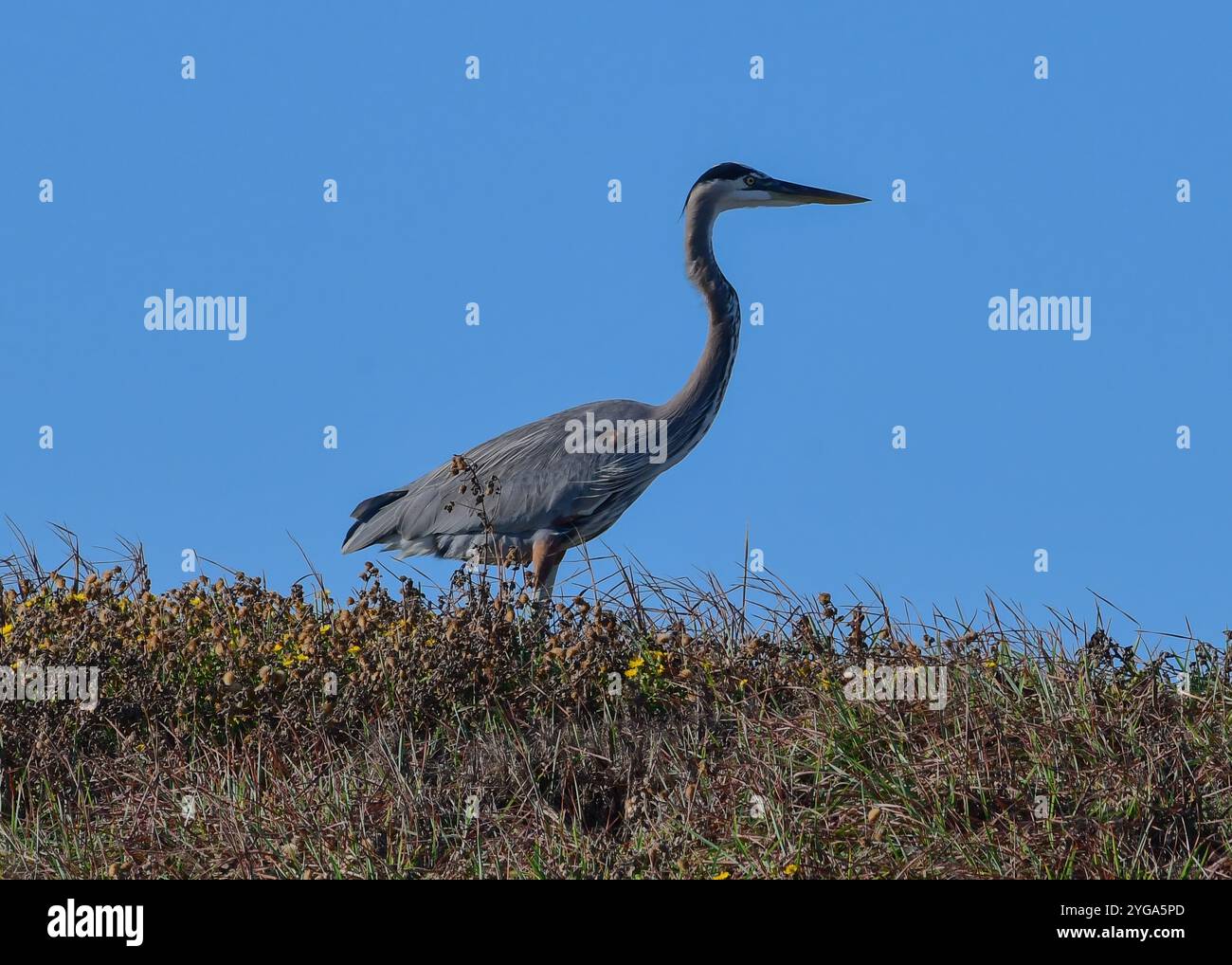 Great Blue Heron sulla spiaggia di Boca Chica in Texas Foto Stock