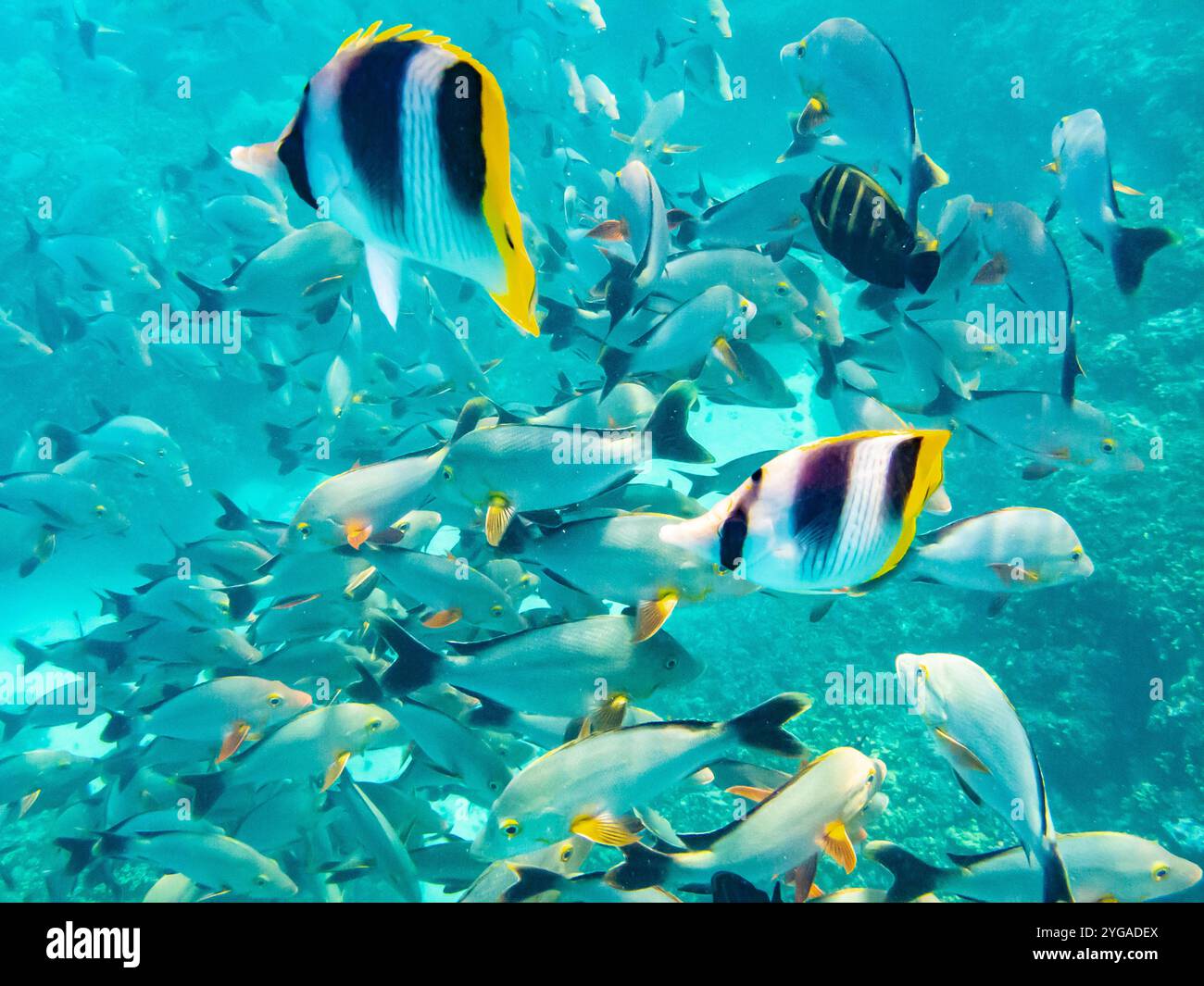 Polinesia francese, atollo di Rangiroa. Acquario, varietà di pesci sott'acqua. Foto Stock