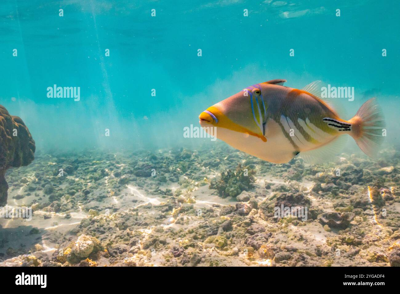 Polinesia francese, atollo di Rangiroa. Primo piano della laguna di triggerfish. Foto Stock