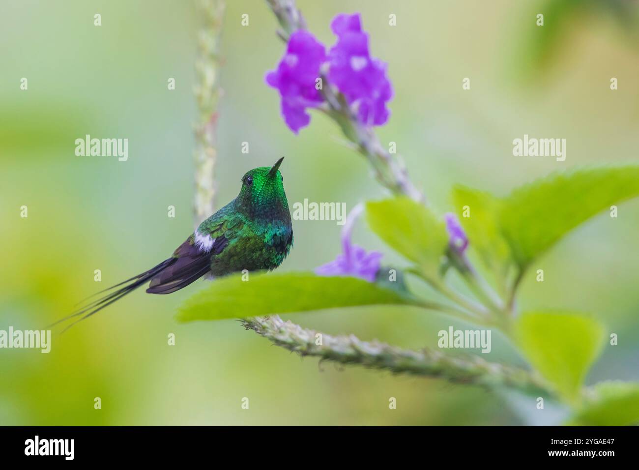 Coda di coda verde che riposa tra i fiori nella foresta Choco in via di estinzione dell'Ecuador Foto Stock