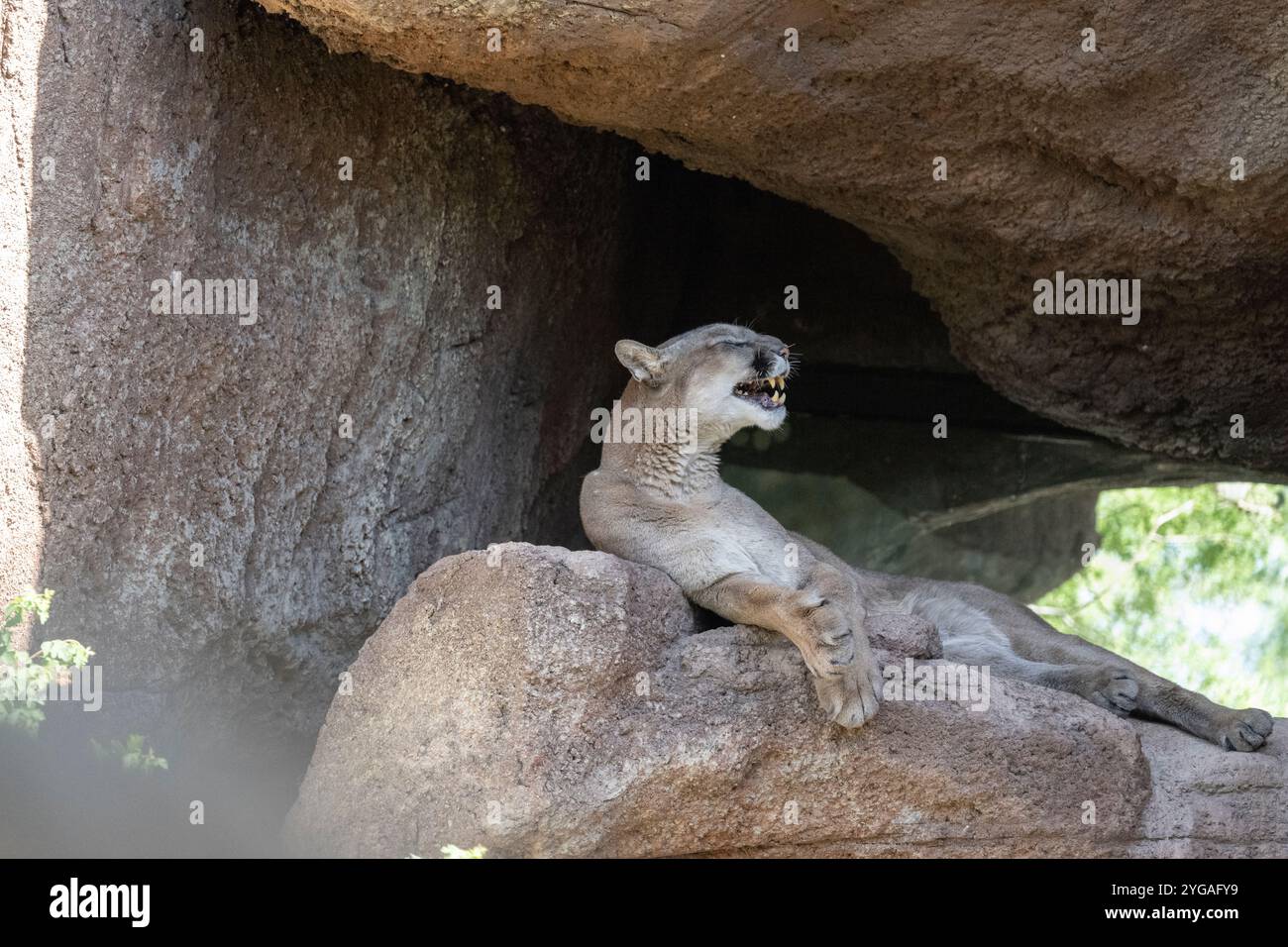 Il leone di montagna prigioniero termina il suo sbadiglio presso l'Arizona-Sonora Desert Museum Foto Stock