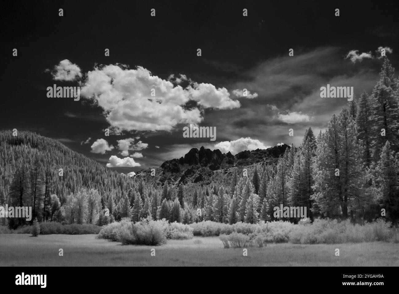 Per lo più abeti rossi, montagne della Sierra Nevada vicino a Sierraville, ad ovest del lago Tahoe, California Foto Stock