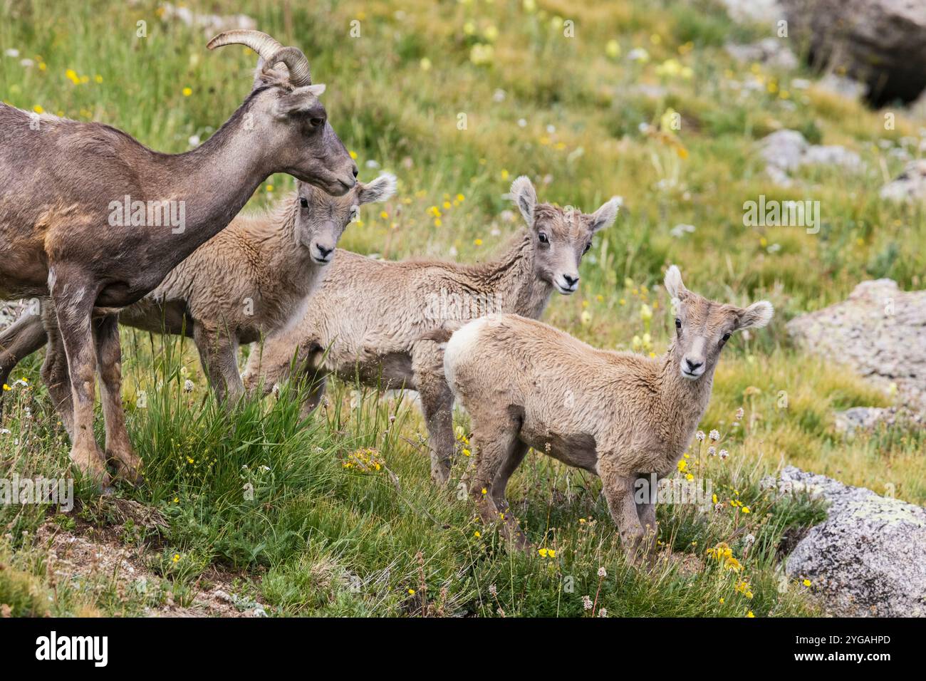 Agnelli di pecora Bighorn e babysitter più anziana, regione alpina del Colorado, Stati Uniti Foto Stock