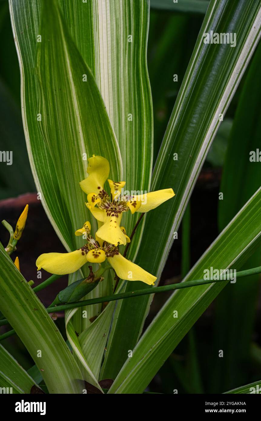 USA, Hilo, Hawaii. Il Tropical Bioreserve and Garden presenta varietà di orchidee. Iris camminanti mostrato qui. Foto Stock