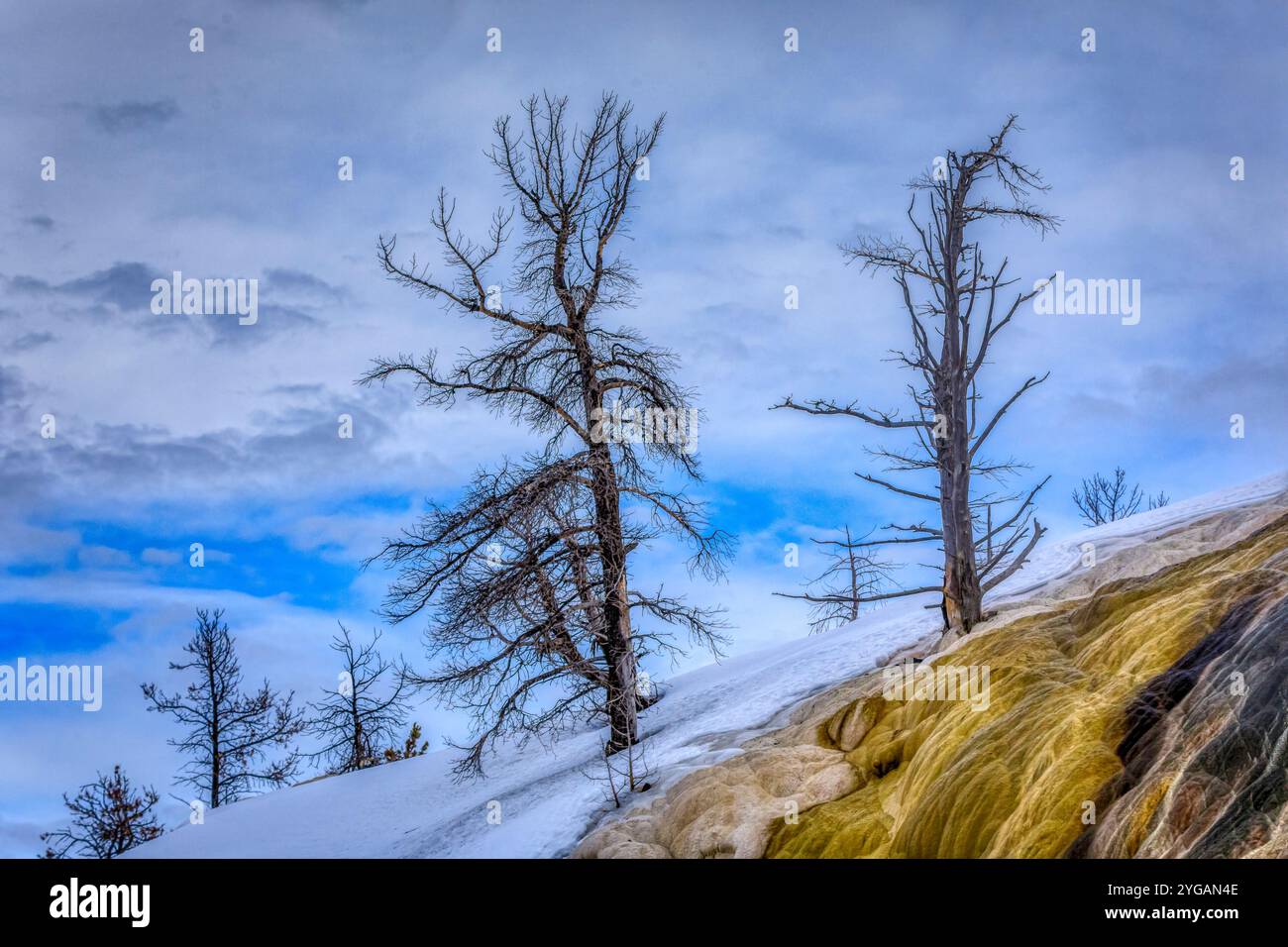 Piscine di travertino delle sorgenti termali Mammoth nel parco nazionale di Yellowstone Foto Stock