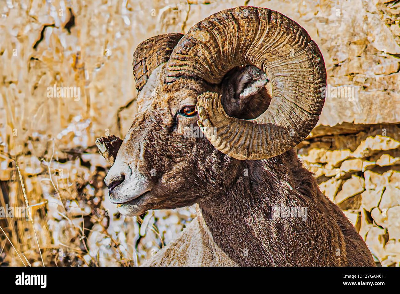 Rocky Mountain Big Horn RAM nella Lamar Valley del parco nazionale di Yellowstone Foto Stock