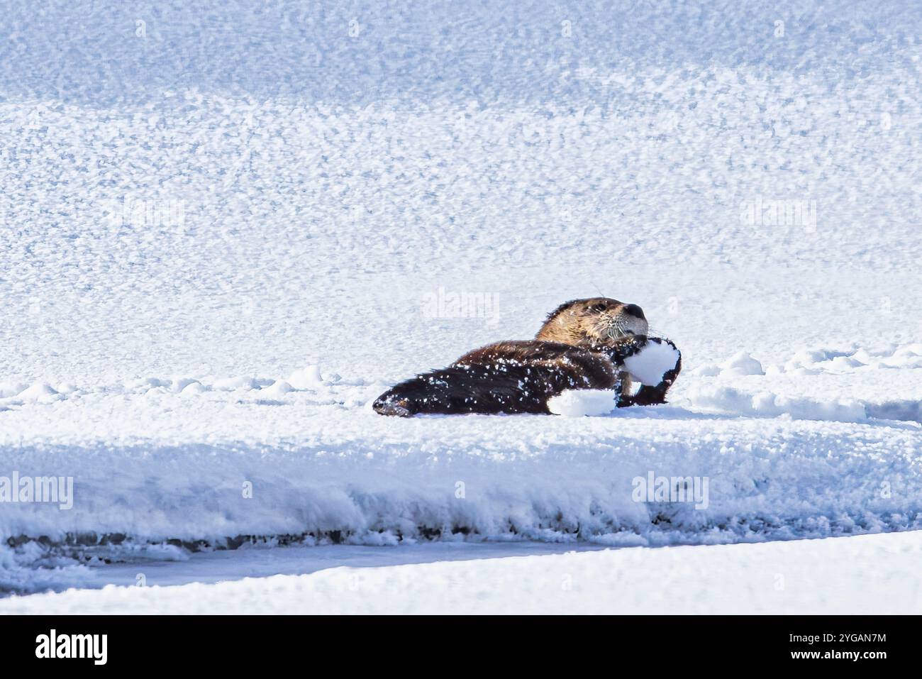 Lontra di fiume sulla neve nella Lamar Valley di Yellowstone Foto Stock