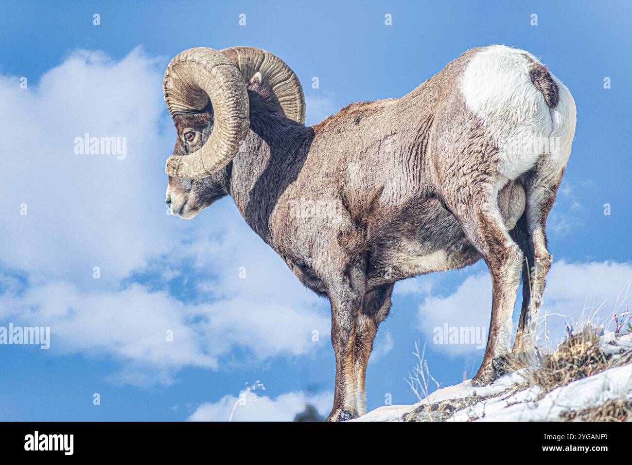 Rocky Mountain Big Horn RAM nella Lamar Valley del parco nazionale di Yellowstone Foto Stock