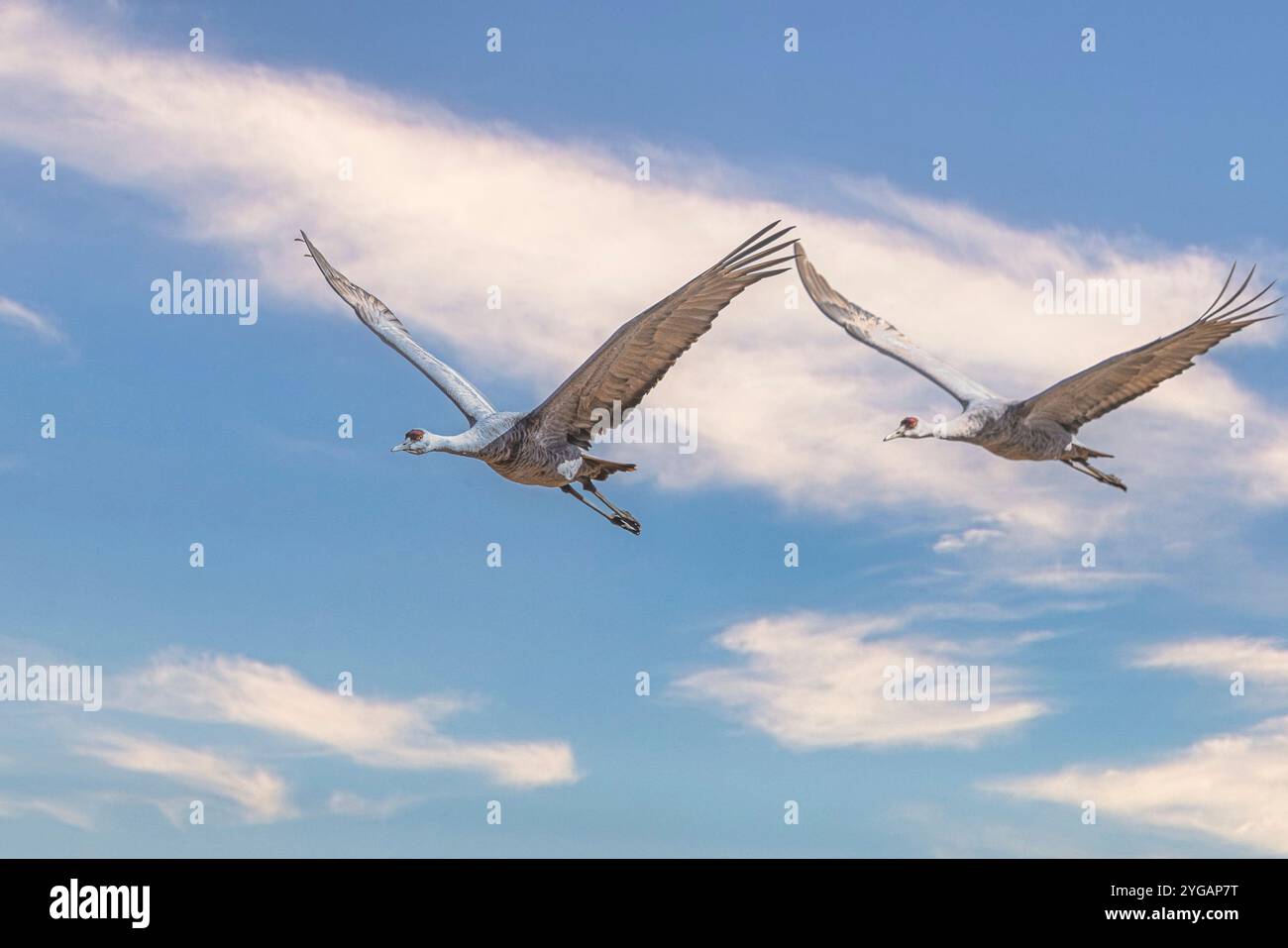 Birds of Bosque de Apache National Wildlife Refuge Foto Stock